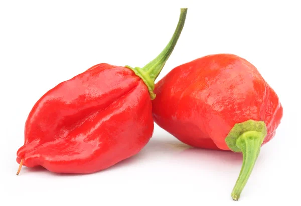 Bhut Jolokia chili pepper or the Naga Morich of Bangladesh — Stock Photo, Image