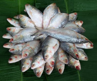 Güneydoğu Asya'nın taze ilish balık yığını