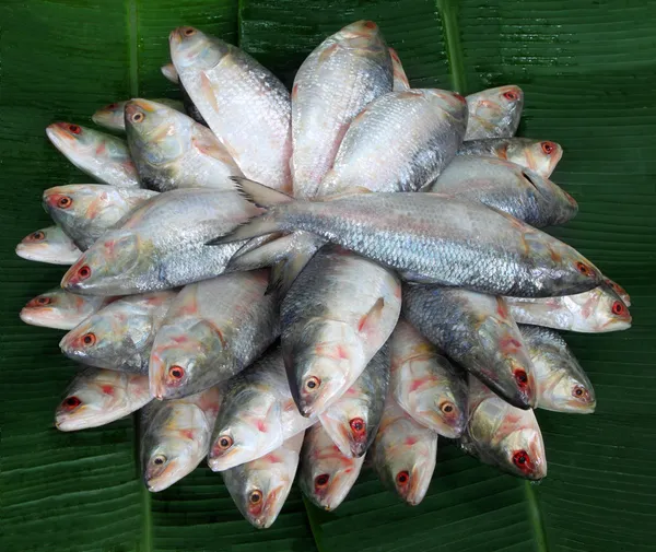 Güneydoğu Asya'nın taze ilish balık yığını — Stok fotoğraf