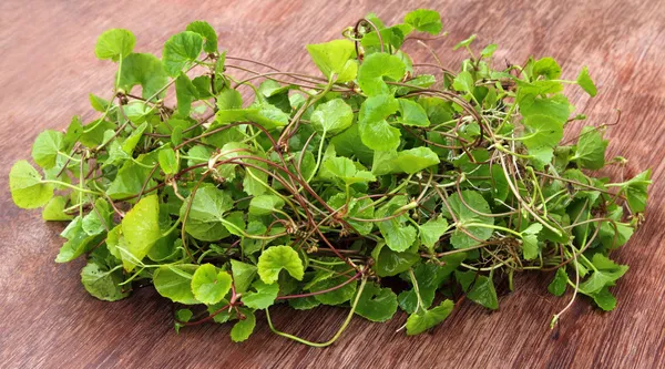 Hojas medicinales de thankuni del subcontinente indio — Foto de Stock