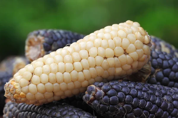 Fresh corns — Stock Photo, Image