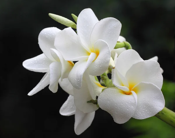 Plumeria flowers — Stock Photo, Image