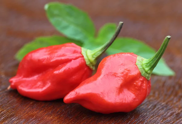 Naga Morich of Bangladesh — Stock Photo, Image