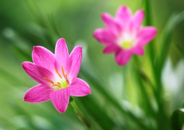 zephyranthes rosea veya yağmur lily