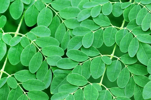 Yenilebilir moringa arka plan bırakır