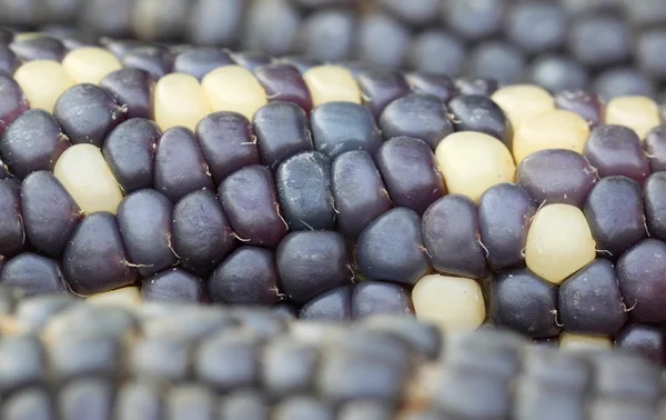 Fresh corns with selective focus — Stock Photo, Image