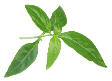 Ayurveda şifalı chirata yaprakları