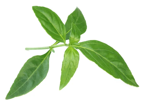 Foglie di Chirata Medicinale Ayurvedica — Foto Stock