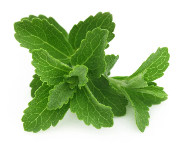 Stevia — Foto Stock