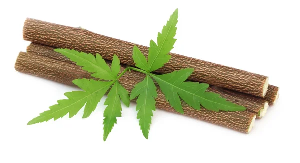 Medicinale neem bladeren met twijgen — Stockfoto