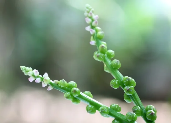 Fleur comestible d'épinards Basella alba ou malabar — Photo