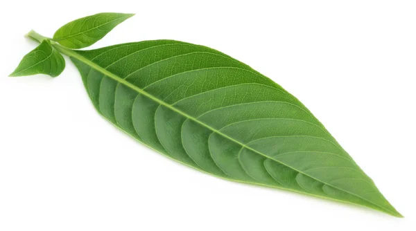 Adhatoda vasica lub basak leczniczy liść — Zdjęcie stockowe