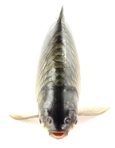 Olive barb over white background — Stock Photo, Image