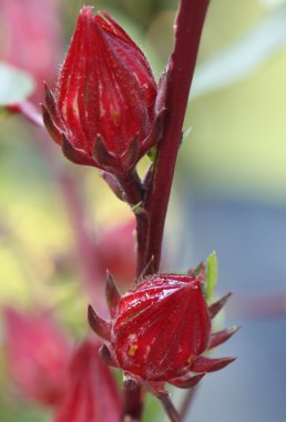 Roselle meyve dalı