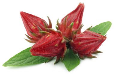 yaprakları ile roselles
