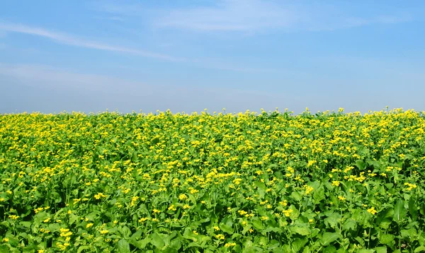 Mosterd veld onder de hemel — Stockfoto