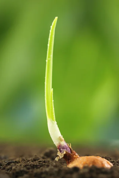 Primo piano di un impianto di cipolla su terreno fertile — Foto Stock