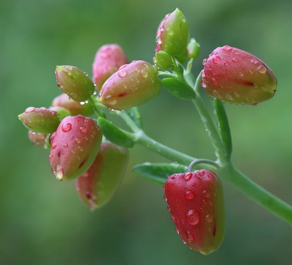 Växtbaserade Växtstubbar blommor — Stockfoto