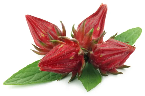 yaprakları ile roselles