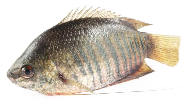 Banded gourami of Southern Asia — Stock Photo, Image