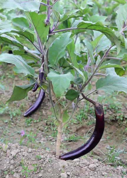Egg-plants in nature — Stock Photo, Image