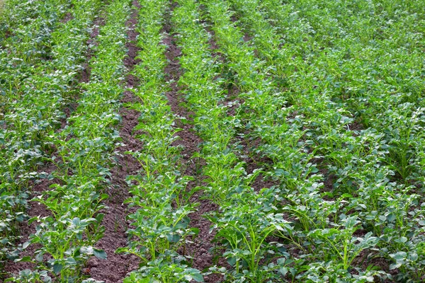 Campo de batata — Fotografia de Stock