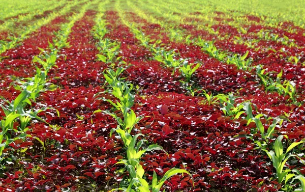 Épinards rouges et champ de maïs — Photo