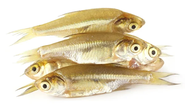 Amblypharyngodon mola peces del sudeste asiático —  Fotos de Stock