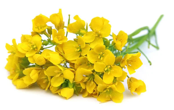 Mustard flowers — Stock Photo, Image