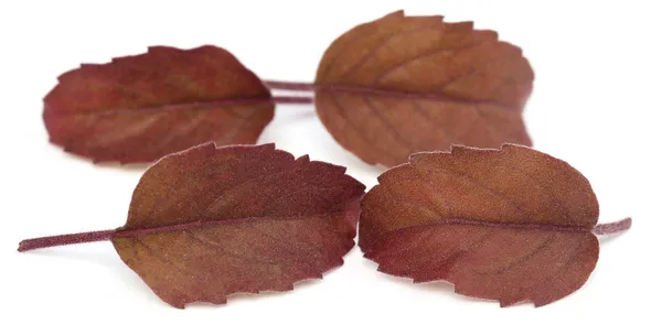 Feuilles de tulsi rouge médicinal — Photo