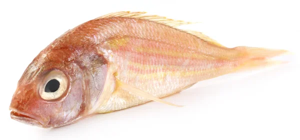 Poa ryby Azji Południowej — Zdjęcie stockowe