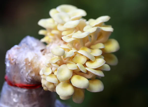 Yellow oyster mushroom — Stock Photo, Image