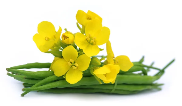 Senap blommor med bönor — Stockfoto