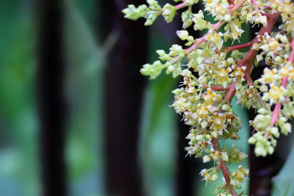 Mango flowers — Stock Photo, Image