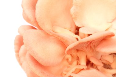 Pembe İstiridye Mantarı