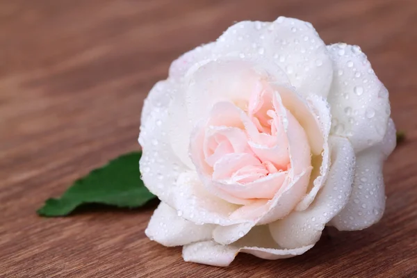 Rosa blanca con hoja — Foto de Stock