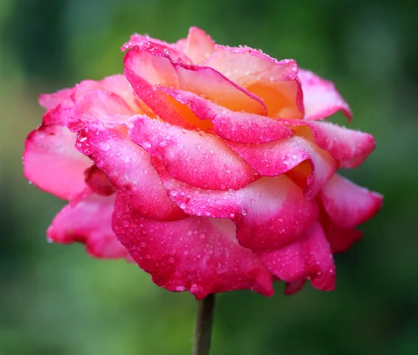 Perto de uma rosa — Fotografia de Stock