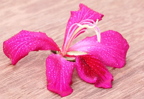 Roze variegata of kanchon bloem — Stockfoto