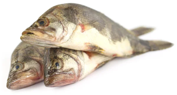 Mottled Nandus or veda fishes — Stock Photo, Image