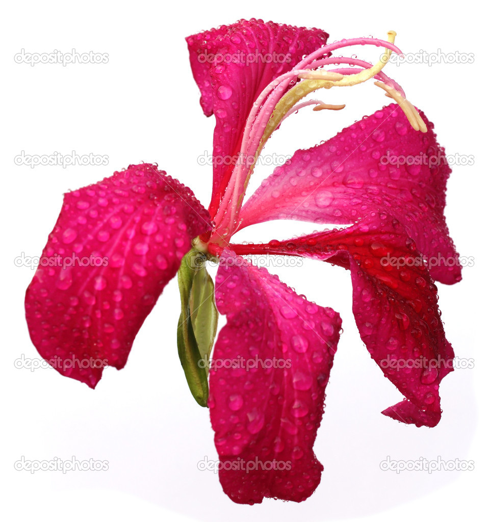 Red Variegata or Kanchon flower