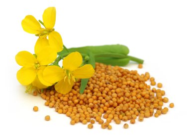Mustard flower with seeds