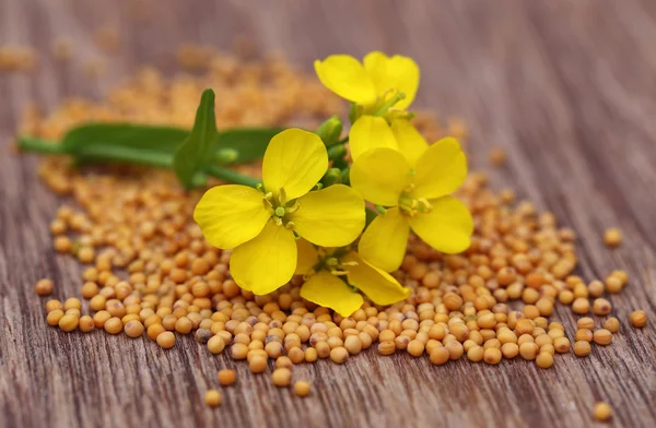 Flor de mostarda com sementes — Fotografia de Stock