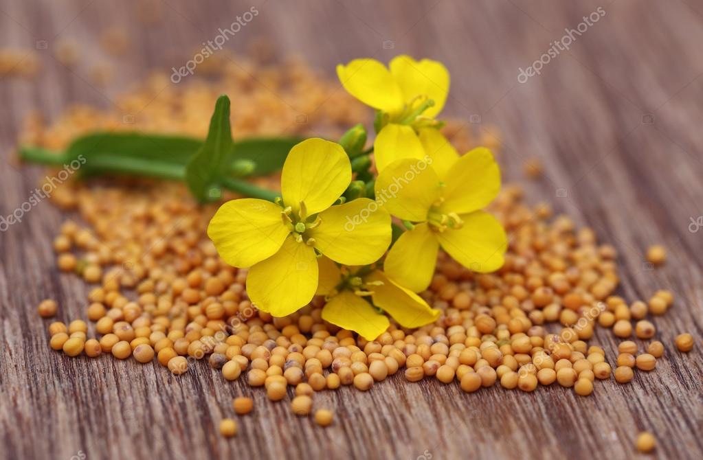 Mustard flower with seeds — Stock Photo © bdspn74 37910705