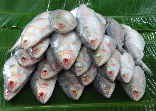 Pilha de peixes Ilish — Fotografia de Stock