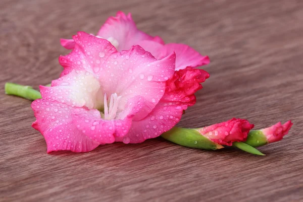 Flor de gladiolo de color rosa — Foto de Stock