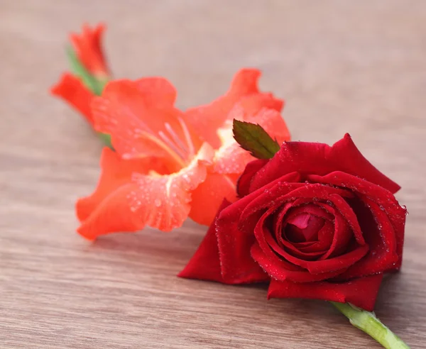 Gladiolus flower with rose — Stock Photo, Image