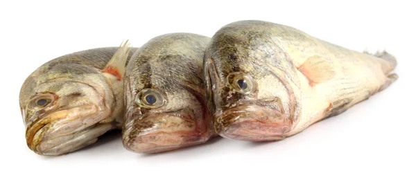 얼룩 덜 룩 한 nandus 또는 베다 물고기 — 스톡 사진