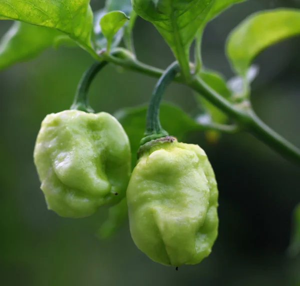 Bhut jolokia chili biber veya naga morich — Stok fotoğraf
