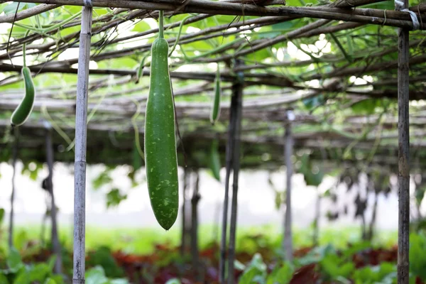 Bottle gourd hanging in a garden — Stock Photo, Image