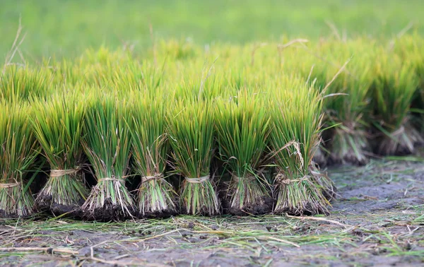 Vista del campo cultivado con plántulas de arroz —  Fotos de Stock